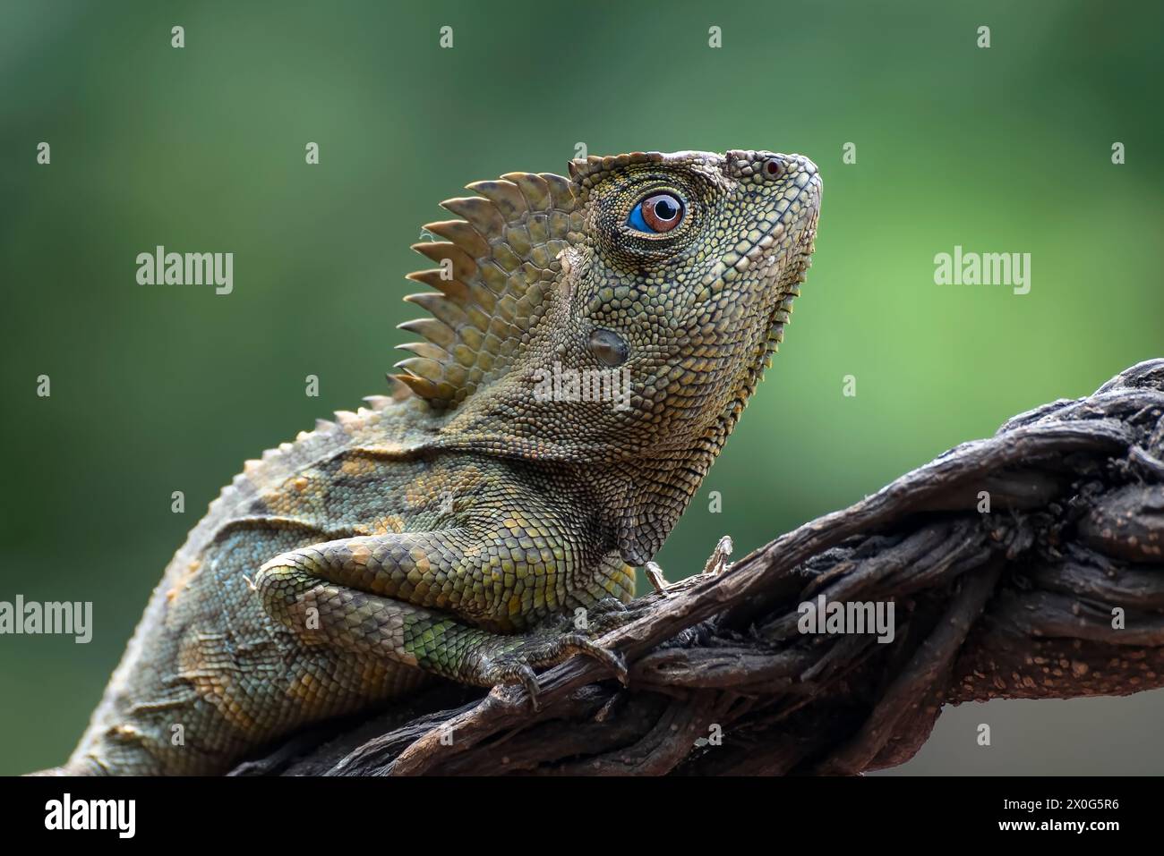 Dragon forestier ( Gonocephalus chamaeleontinus ) dans leur habitat Banque D'Images