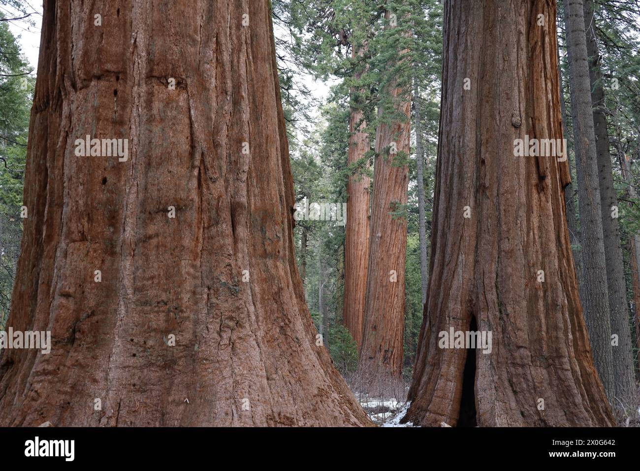 Séquoias géants au parc national Calaveras Big Trees en hiver Banque D'Images
