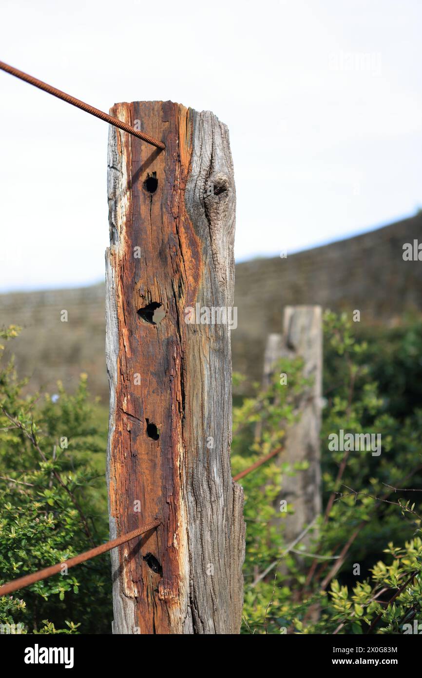 Poteau en bois vieilli supportant des barres d'armature métalliques formant clôture Banque D'Images