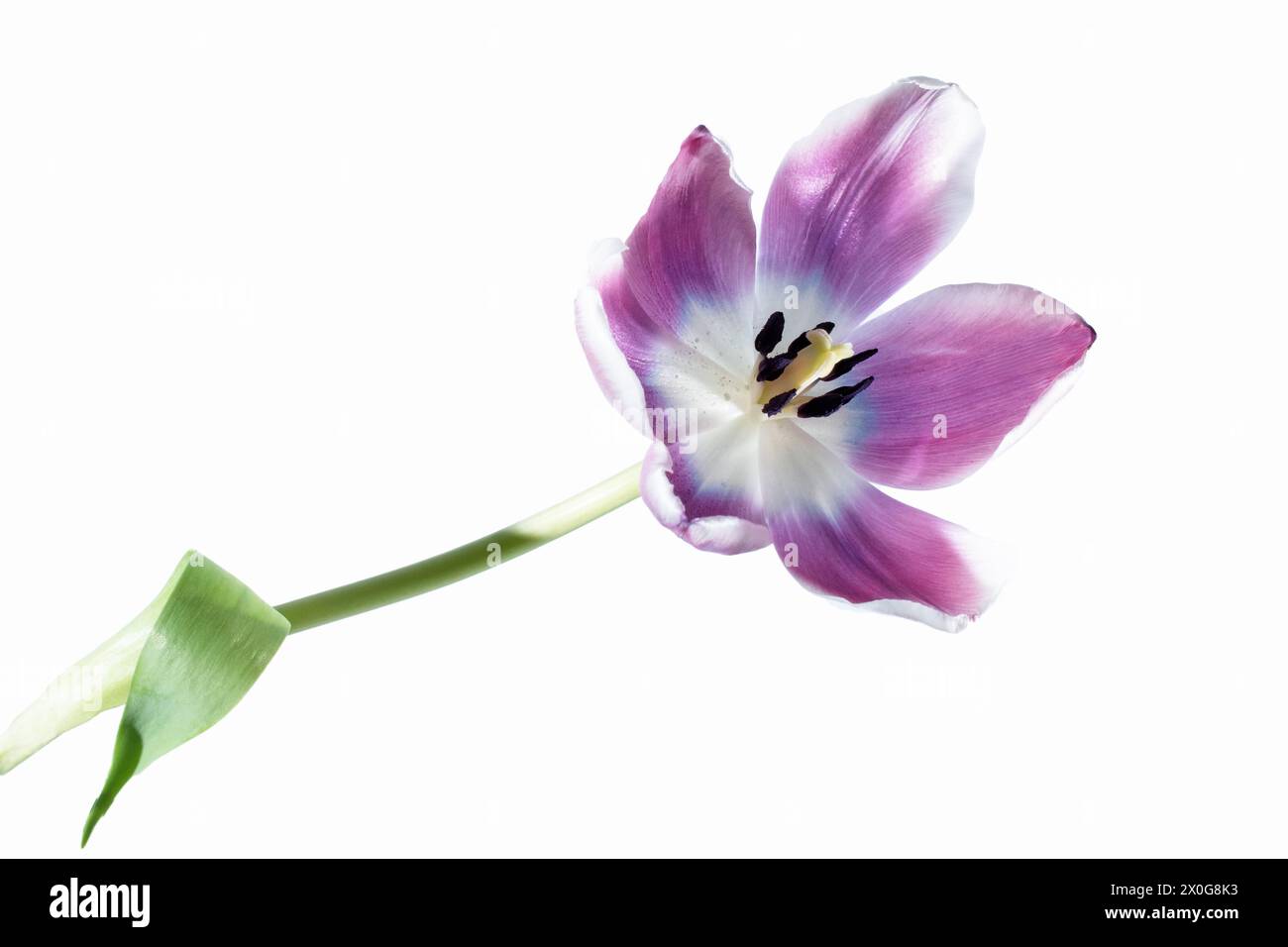 Un gros plan magnifique tulipe violette haute clé unique sur un fond blanc Banque D'Images