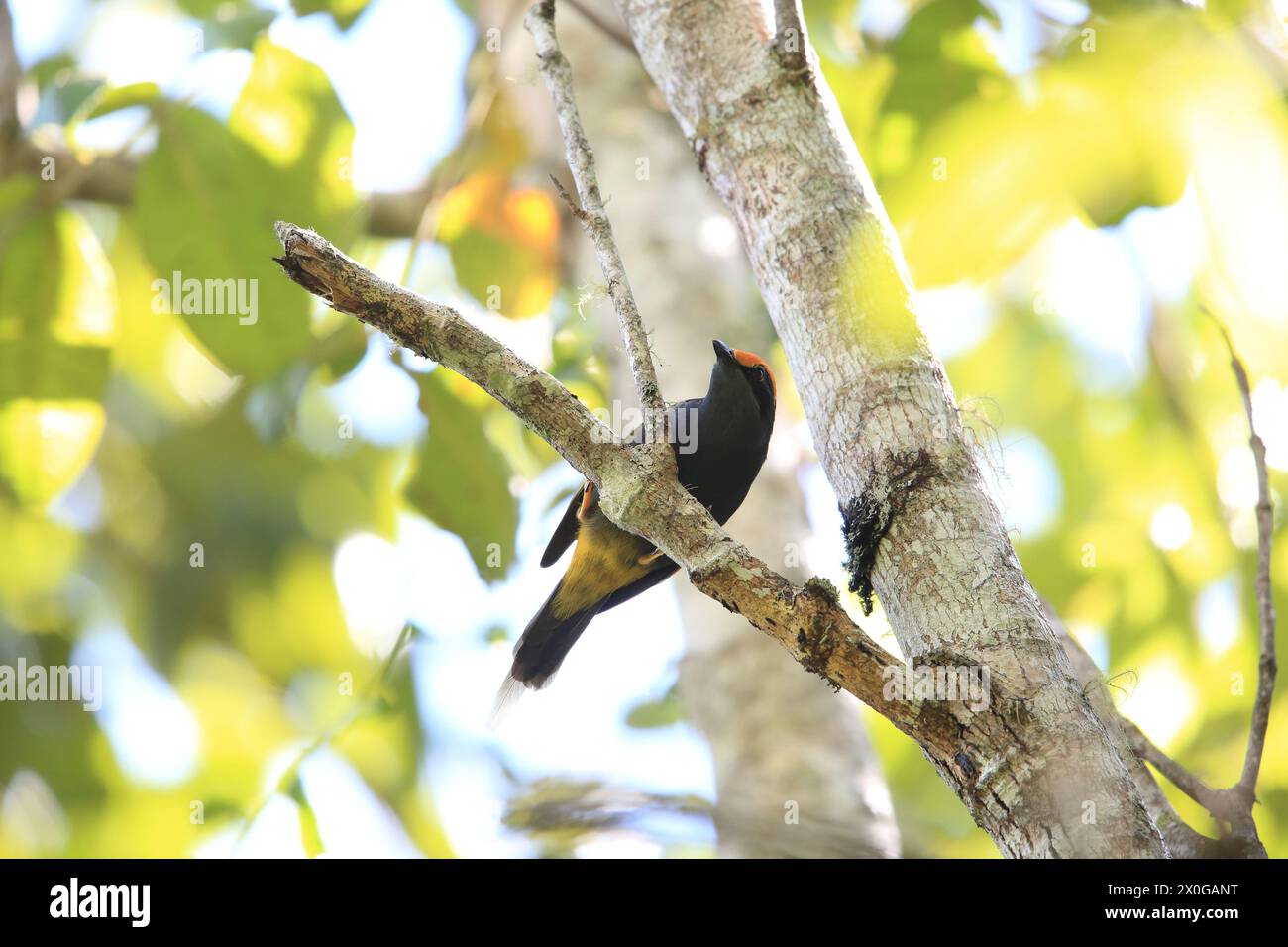 L'étourneau à sourcils ardents ou myna à sourcils ardents (ENodes erythrophris) est une espèce d'étourneaux de la famille des Sturnidae. Banque D'Images