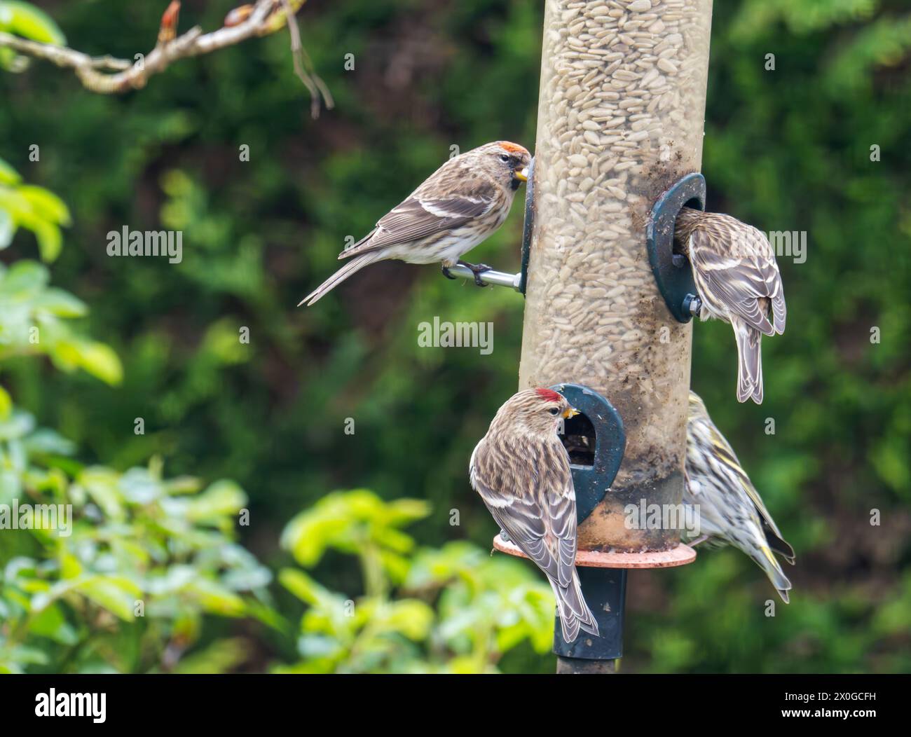 Moindre Redpoll, Acanthis cabaretand Siskin, Spinus spinus sur une mangeoire d'oiseaux dans un jardin d'Ambleside, Lake District, Royaume-Uni. Banque D'Images