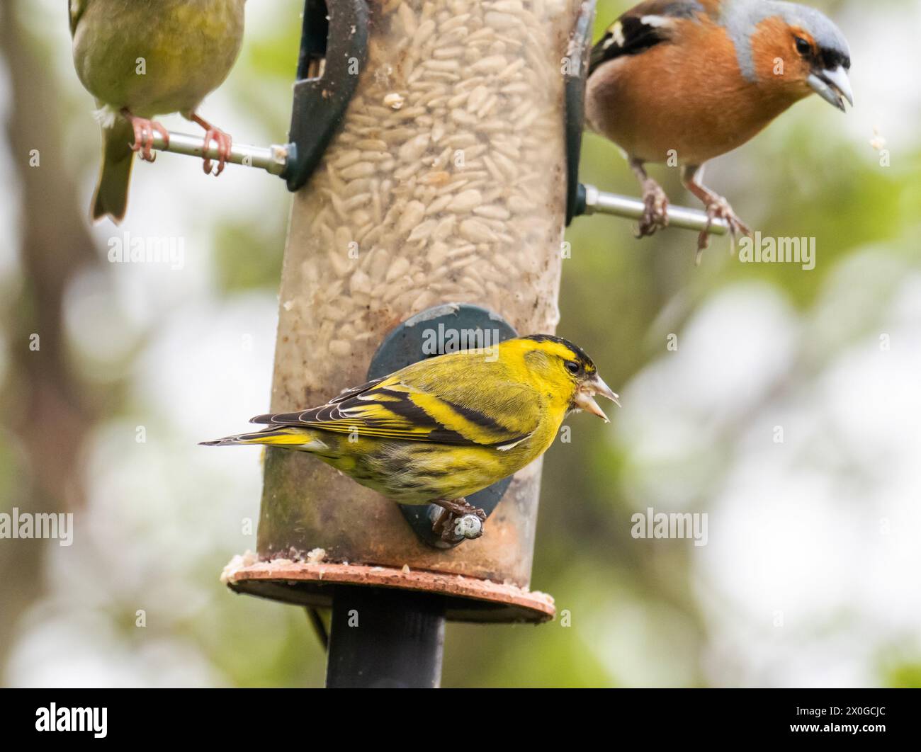 Siskin, Spinus spinus et Chaffinch, Fringilla coélèvent sur une mangeoire d'oiseaux dans un jardin d'Ambleside, Lake District, Royaume-Uni. Banque D'Images