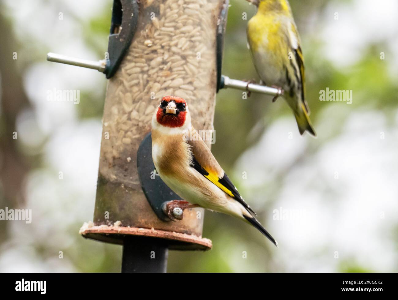 Siskin, Spinus spinus et Goldfinch, Carduelis carduelis sur une mangeoire d'oiseaux dans un jardin d'Ambleside, Lake District, Royaume-Uni. Banque D'Images