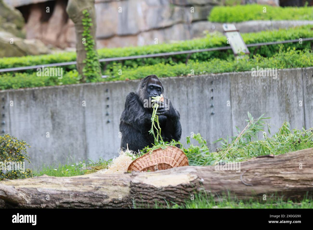 Allemagne, Berlin, 12 avril 2024. Fatou, la plus vieille femelle gorille du monde, fête ses fêtes au zoo de Berlin. Une légende vivante célèbre sa journée spéciale au zoo de Berlin : la dame du gorille Fatou devient un 13 avril impressionnant 67 ans..Fatou est un gorille des plaines occidentales qui vit dans le jardin zoologique de Berlin depuis 1959. Banque D'Images