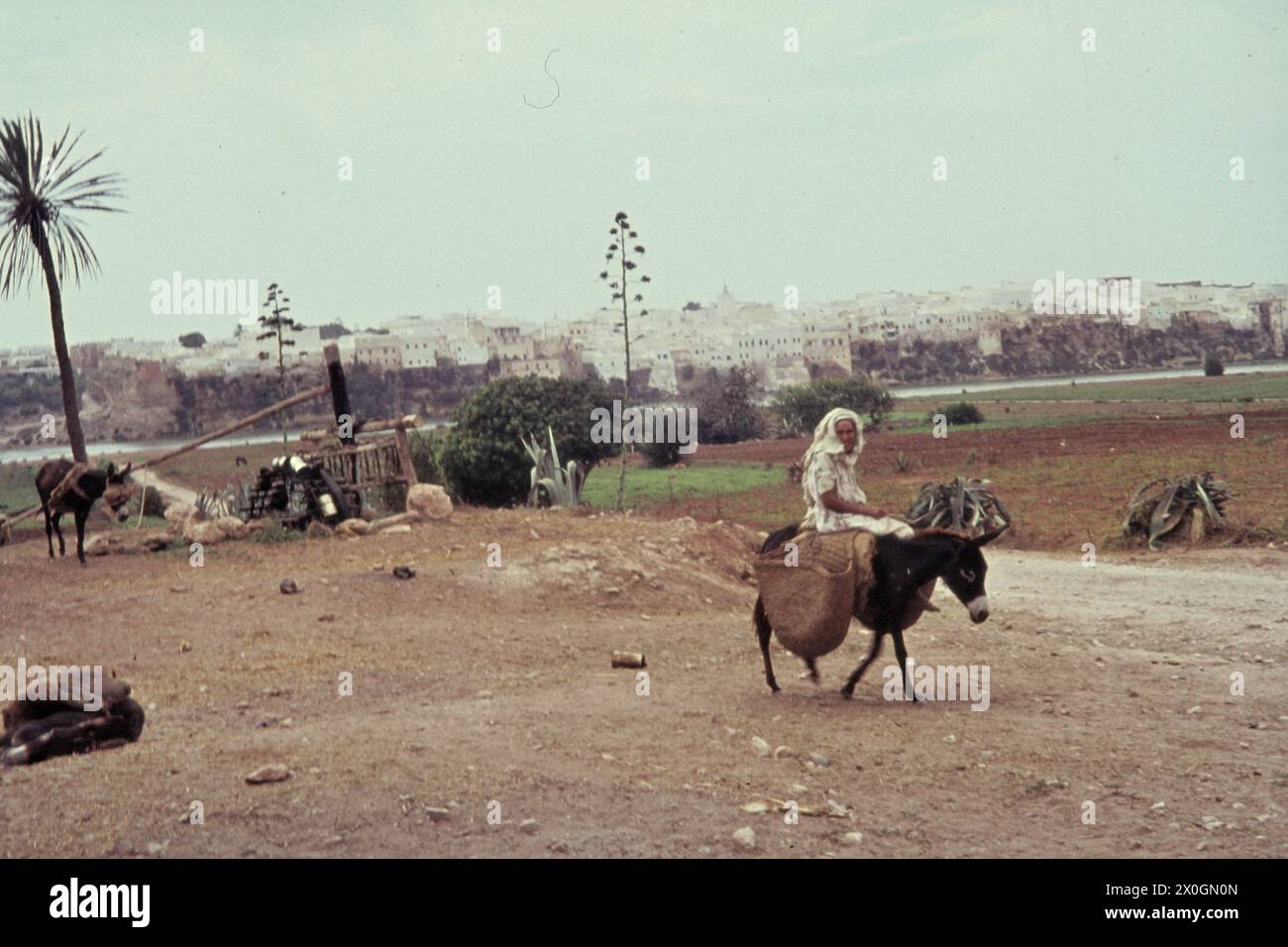 Un homme conduit sur une mule devant un puits de tirage (Noria) conduit par une autre mule en dehors de la ville d'Azemmour. [traduction automatique] Banque D'Images