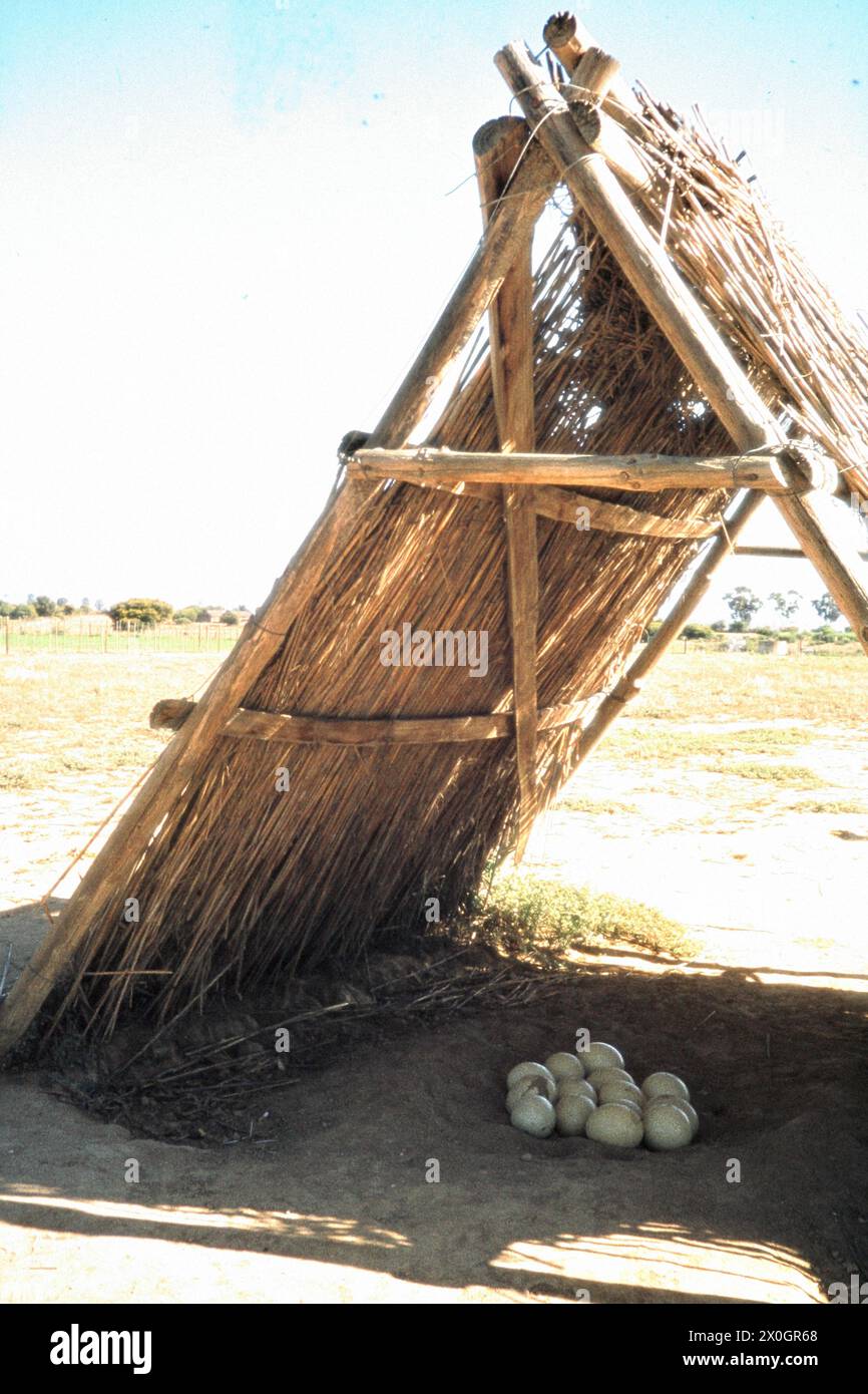 Un nid d'autruche couvert avec des œufs sur une ferme d'autruches à Oudtshoorn. [traduction automatique] Banque D'Images