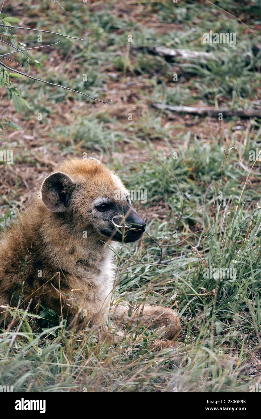 Kruger National Park safari, gros plan portrait hyène tachetée mignonne, animal dans l'habitat naturel, faune Afrique du Sud. Papier peint nature sauvage. Petit anim Banque D'Images