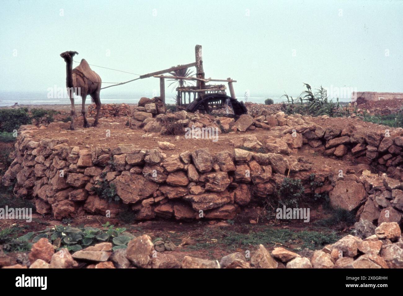 Un chameau conduit un puits de tirage au sort dans le Cap Blanc. [traduction automatique] Banque D'Images