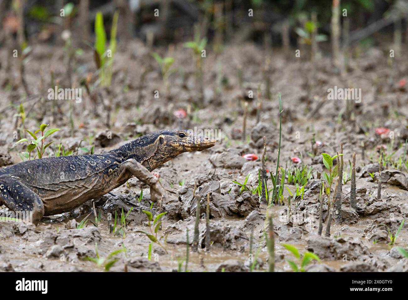 Asian Water Monitor, Varanus salvator, Sunderbans, Inde Banque D'Images
