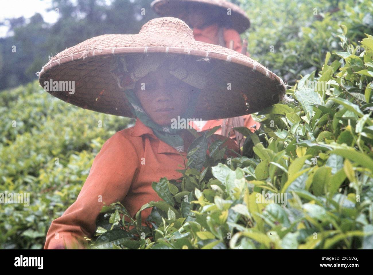 Deux amateurs de thé dans une plantation de thé au Puncak Pass. [traduction automatique] Banque D'Images