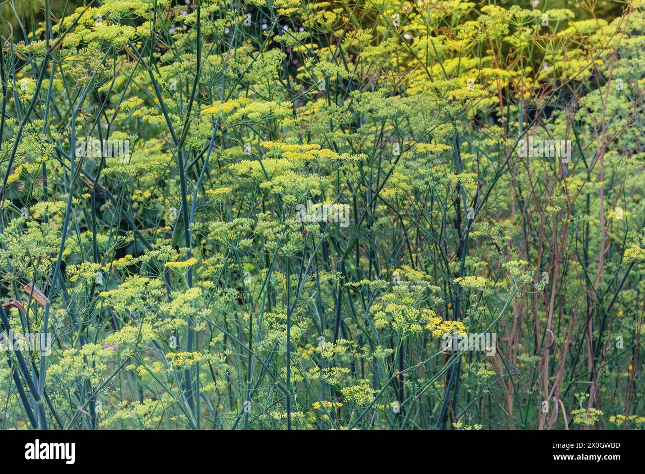 Pimpinella anisum. Fond de nature florissante. Herbe médicinale saine. Pré vert d'été. Campagne. Banque D'Images