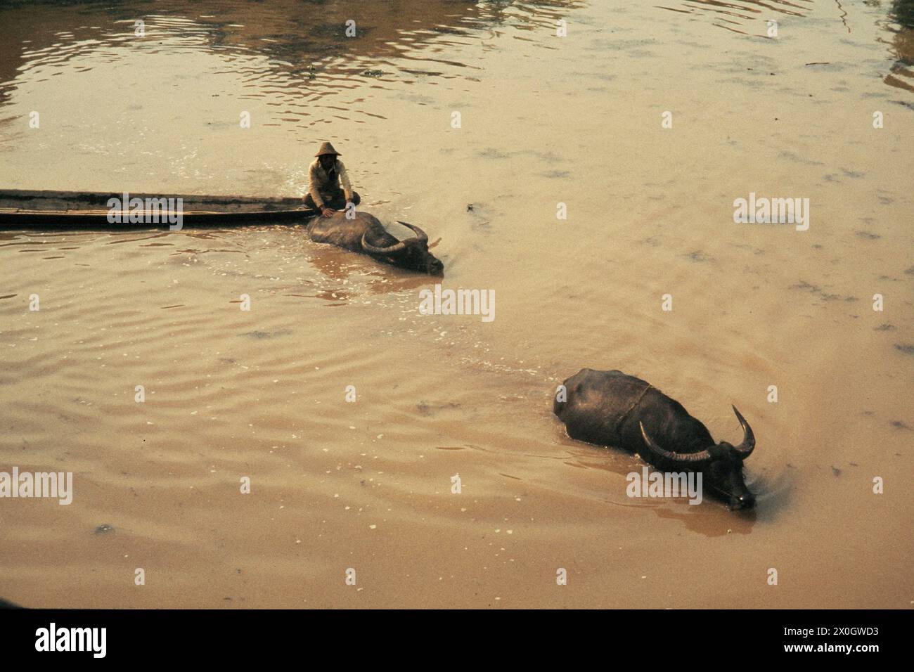 Un homme utilise deux buffles d'eau comme bestiaux pour son bateau dans une rivière à Ywama. [traduction automatique] Banque D'Images