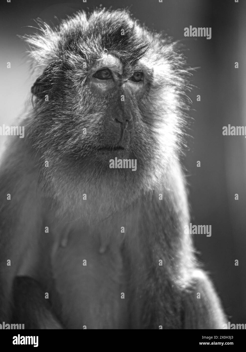 Javaneraffe, Langschwanzmakak,Java-Makak, Krabbenesser (Macaca fascicularis), macaque à longue queue, femelle Banque D'Images