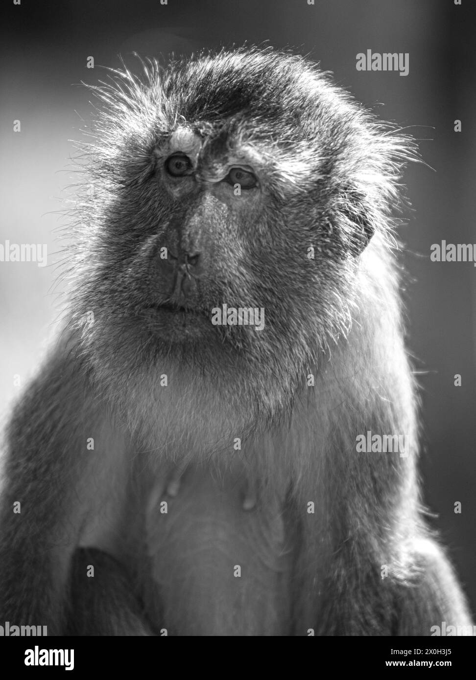 Javaneraffe, Langschwanzmakak,Java-Makak, Krabbenesser (Macaca fascicularis), macaque à longue queue, femelle Banque D'Images