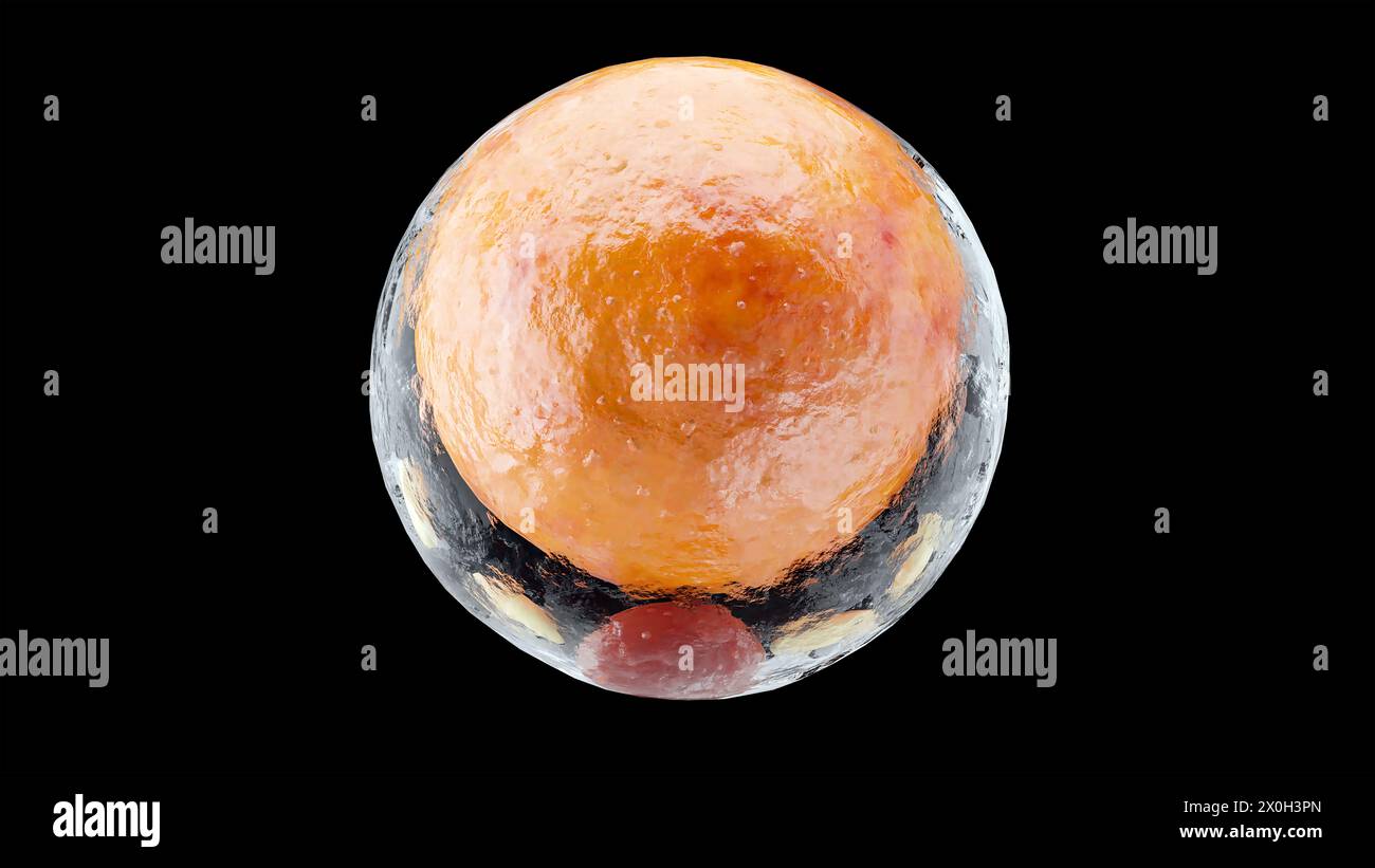 Cellules graisseuses brunes, beiges et blanches, adipocytes et lipocytes, cholestérol dans les cellules a, tissu adipeux, gouttelettes lipidiques, graisse dans le corps, obésité, les types de lipocy Banque D'Images