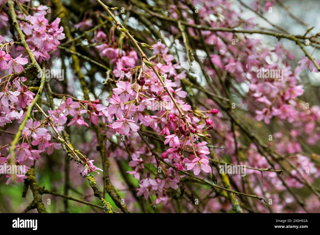 Fleur de cerisier ornementale rose au début du printemps-pendula rubra Banque D'Images