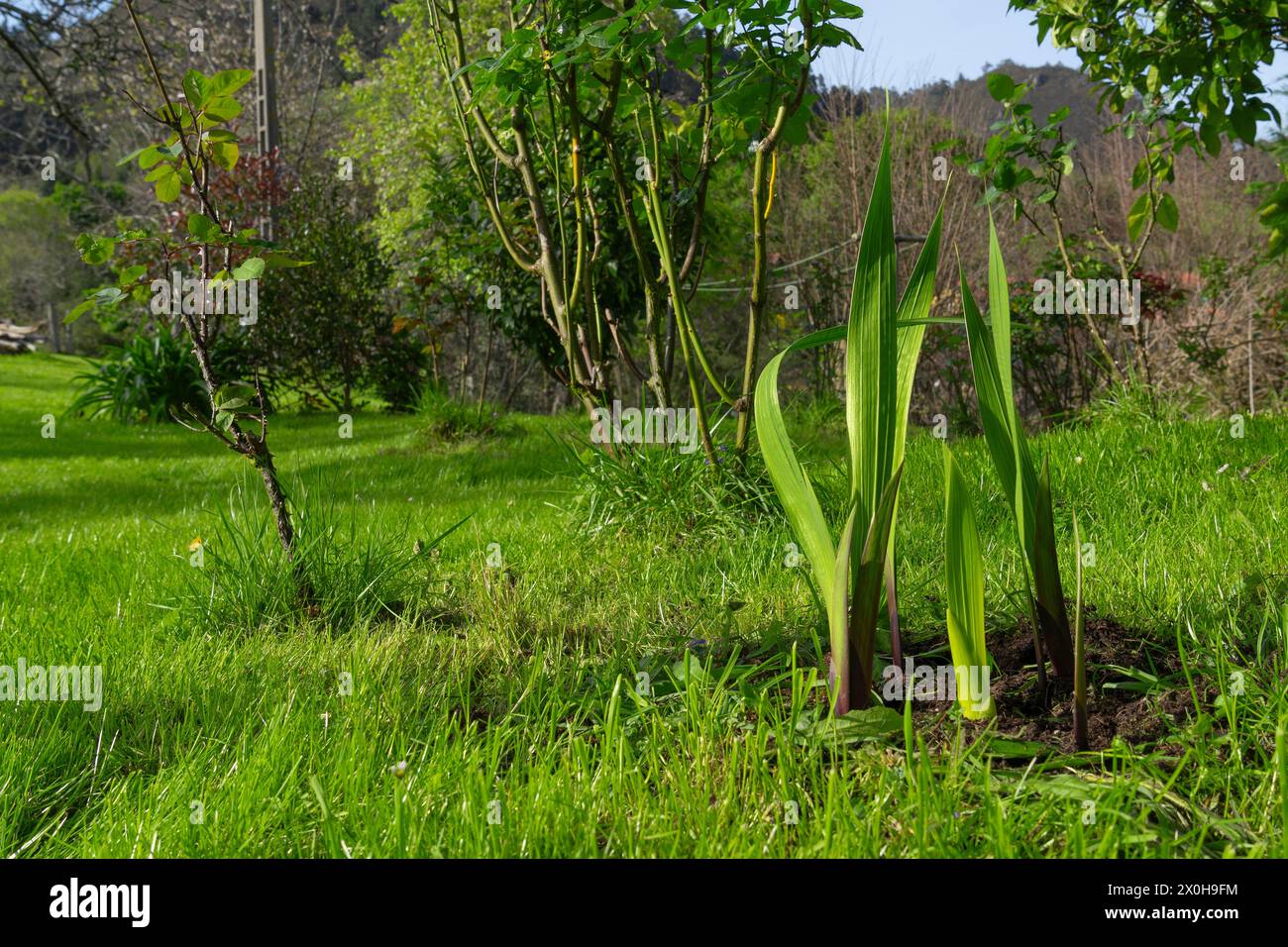 Un jardin avec glaïeuls qui émergent au printemps Banque D'Images