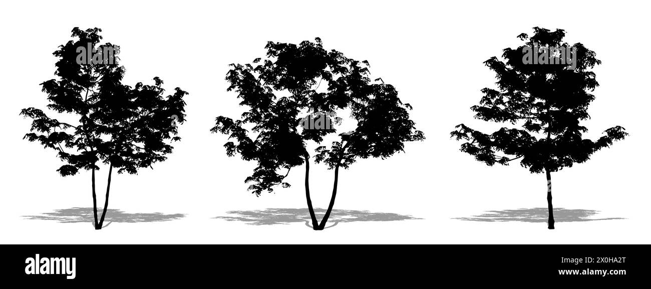 Ensemble ou collection d'arbres d'érable japonais comme une silhouette noire sur fond blanc. Concept ou illustration conceptuelle 3D pour la nature, la planète, l'écologie Banque D'Images