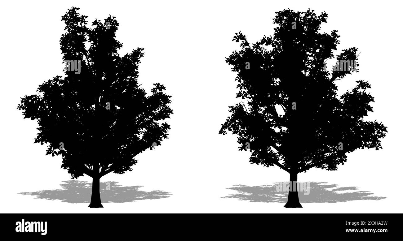 Ensemble ou collection d'arbres Stewartia japonais comme une silhouette noire sur fond blanc. Concept ou illustration conceptuelle 3D pour la nature, la planète, l'éco Banque D'Images