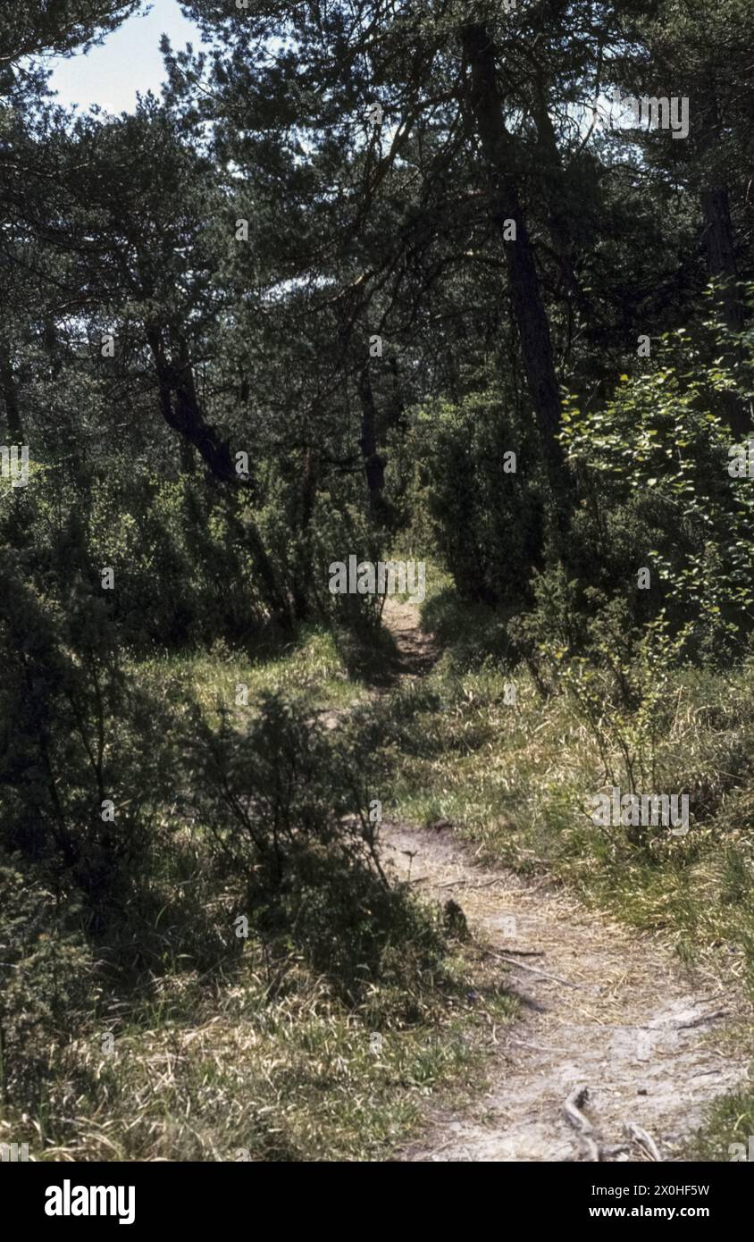 Sentier de randonnée dans la réserve naturelle [traduction automatisée] Banque D'Images