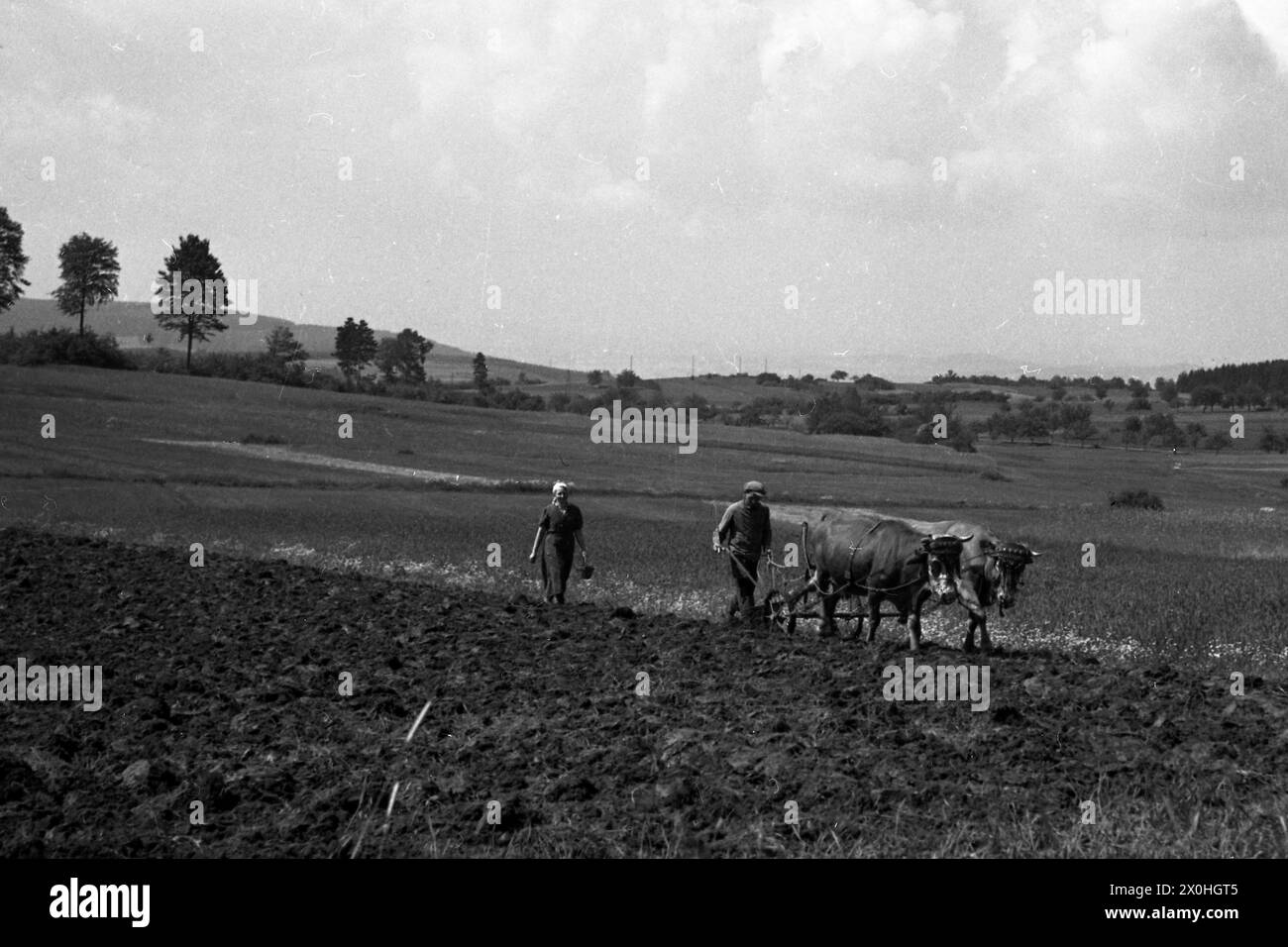 Les agriculteurs charrue les champs avec une équipe d'oxen. [traduction automatique] Banque D'Images