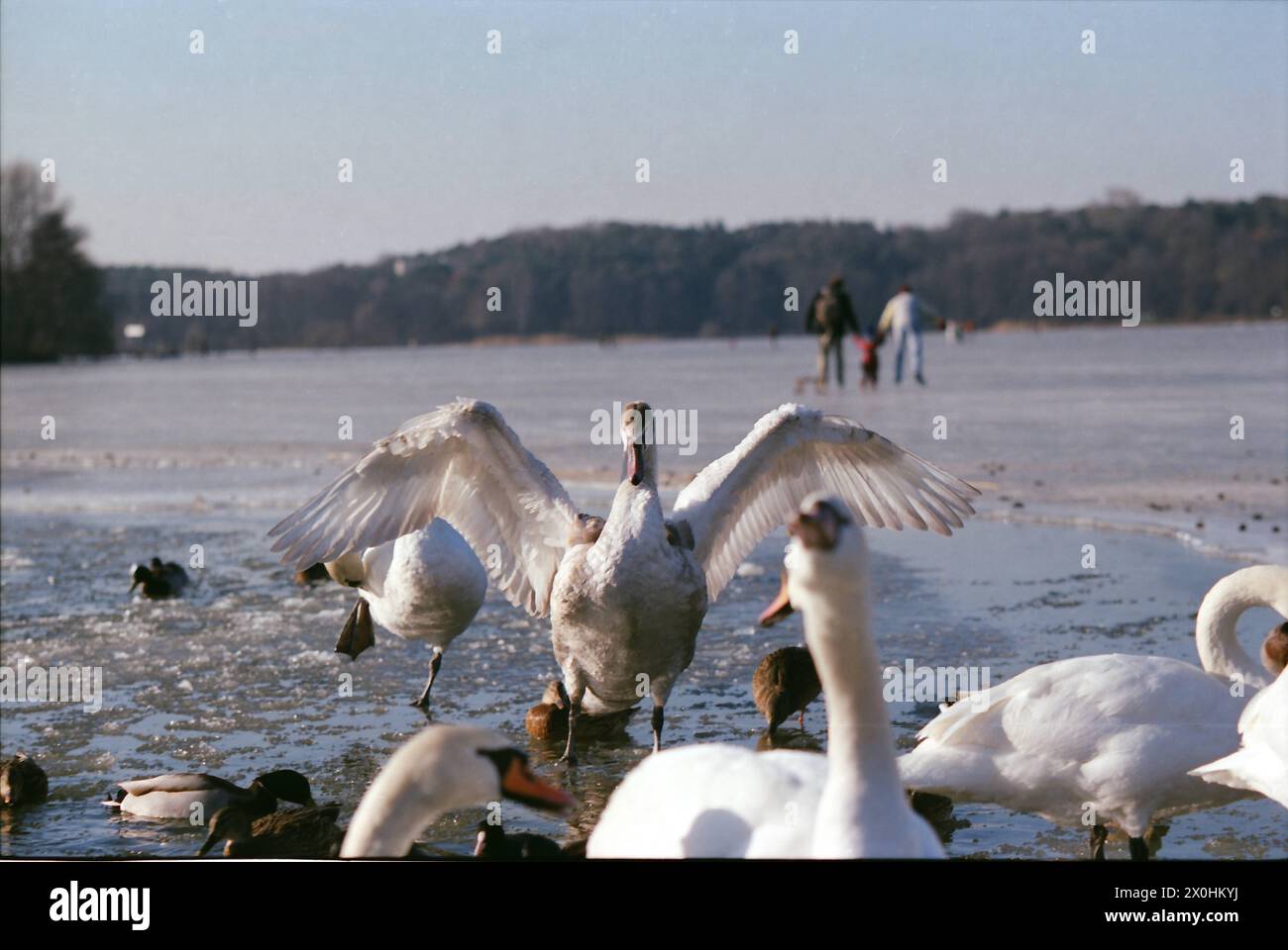 Wannsee est un grand renflement dans la Havel et gèle rarement. En 1996, il l'a fait à nouveau. Un petit trou est gardé libre de glace pour les canards et les cygnes. [traduction automatique] Banque D'Images