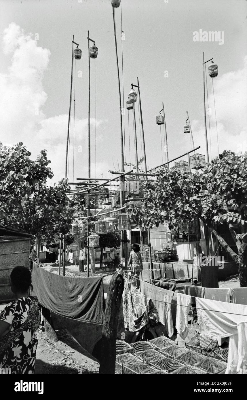 Vue sur un marché d'oiseaux à Yogyakarta en Indonésie. Dans les lignes de vêtements de premier plan avec des vêtements à sécher sont étirées. Derrière, sur le sol et sur les branches d'arbres environnants, cages d'oiseaux de différentes tailles. Certains d'entre eux sont fixés à l'extrémité de longs pôles hauts dans l'air. Ils peuvent être abaissés à l'aide d'une poulie. [traduction automatique] Banque D'Images