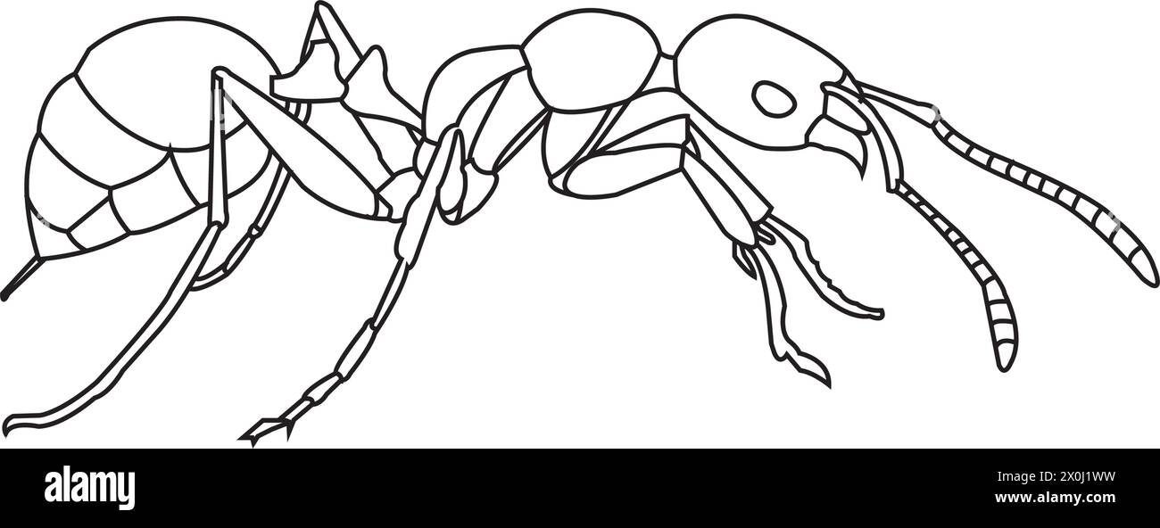 Symbole vectoriel de signe d'icône de fourmi.illustration vectorielle Illustration de Vecteur