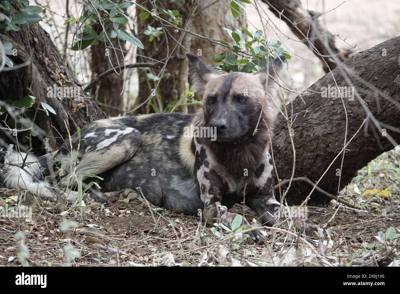 Hyène, chacal, renard et chiens sauvages d'Afrique du Sud Banque D'Images
