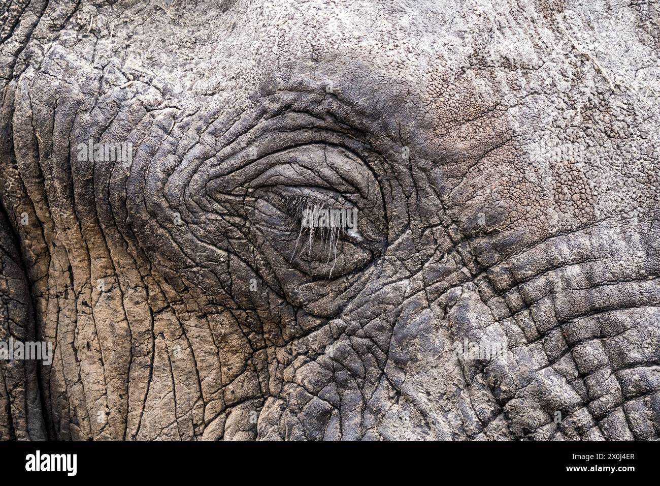 Gros plan oeil d'éléphant, Botswana Banque D'Images