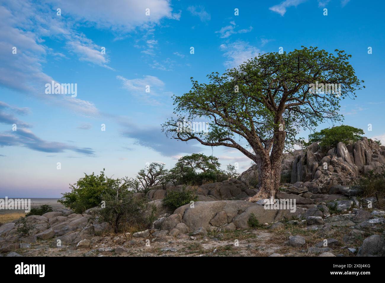Coucher de soleil sur l'île de Kubu, Botswana Banque D'Images