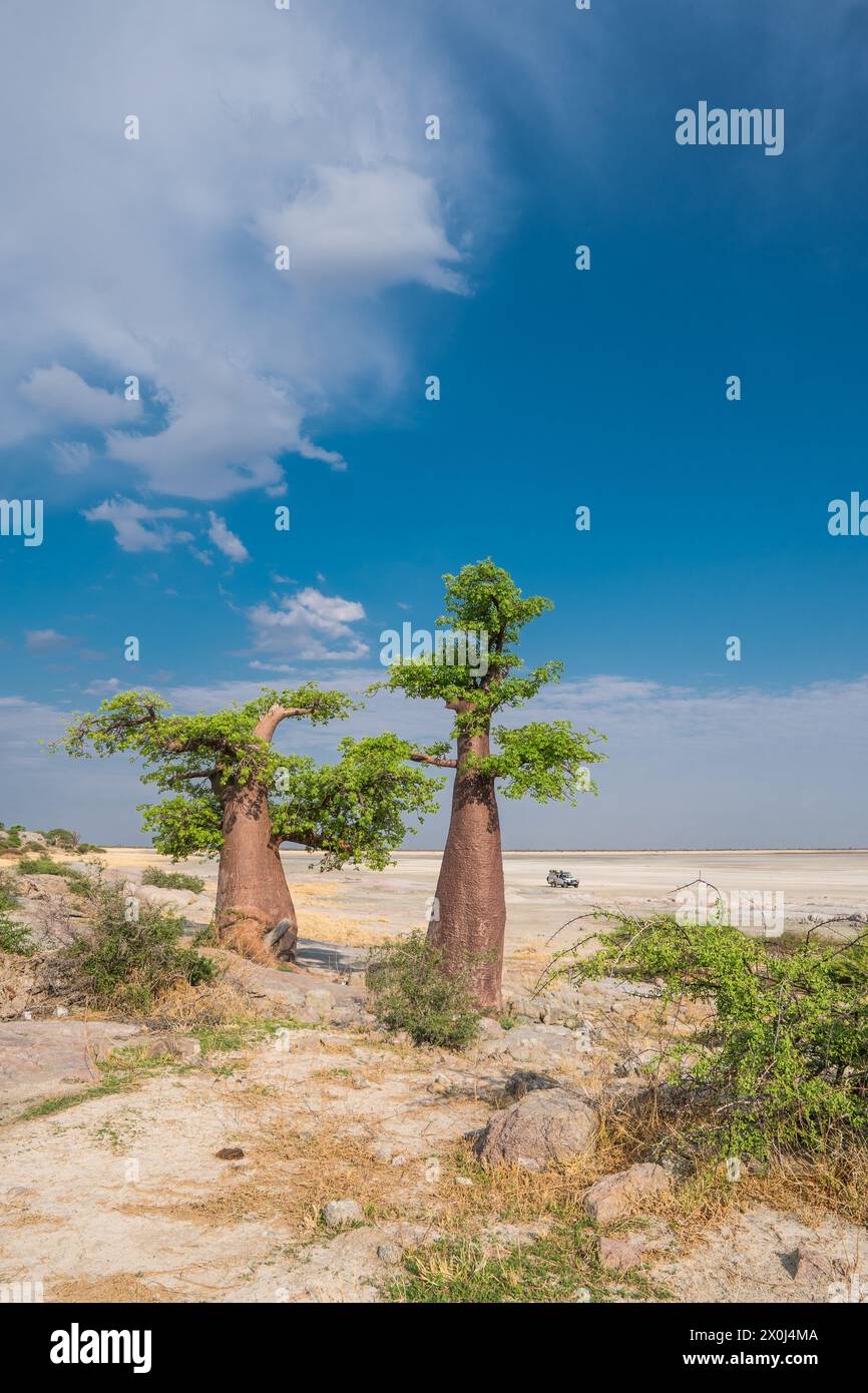 Baobab dans l'île de Kubu, Botswana Banque D'Images