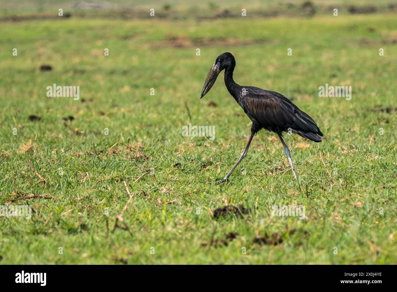 Cigogne à bec ouvert au bord de la rivière Chobe, Botswana Banque D'Images