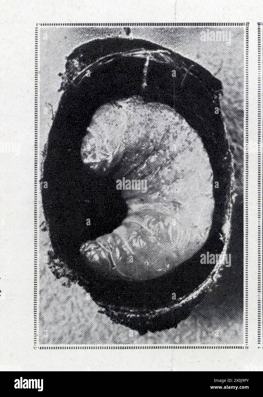 Larve d'une abeille qui va commencer sa métamorphose Banque D'Images