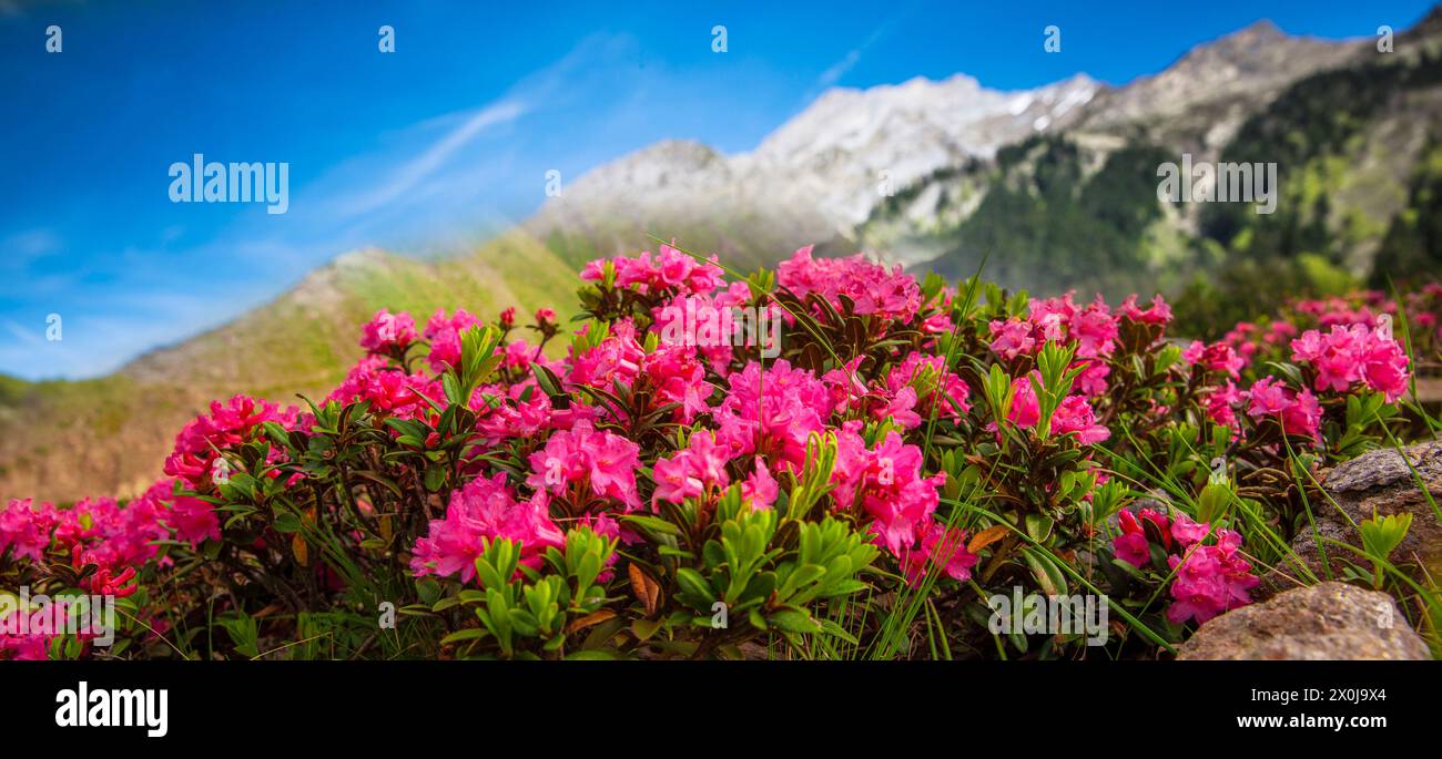 Roses alpines devant un paysage de montagne Banque D'Images