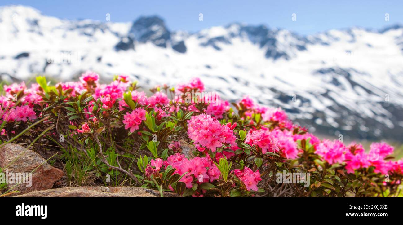 Roses alpines devant un paysage de montagne Banque D'Images