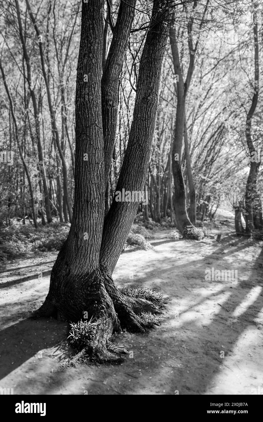 Arbres dans les prairies du Rhin près de Frei-Weinheim en noir et blanc Banque D'Images