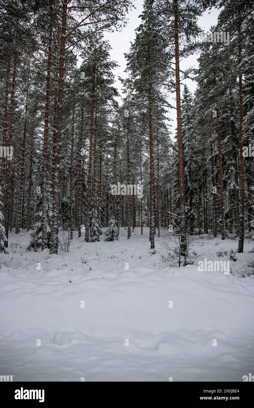 Grand paysage hivernal enneigé, pins et épicéas enneigés, paysage froid en Suède Banque D'Images