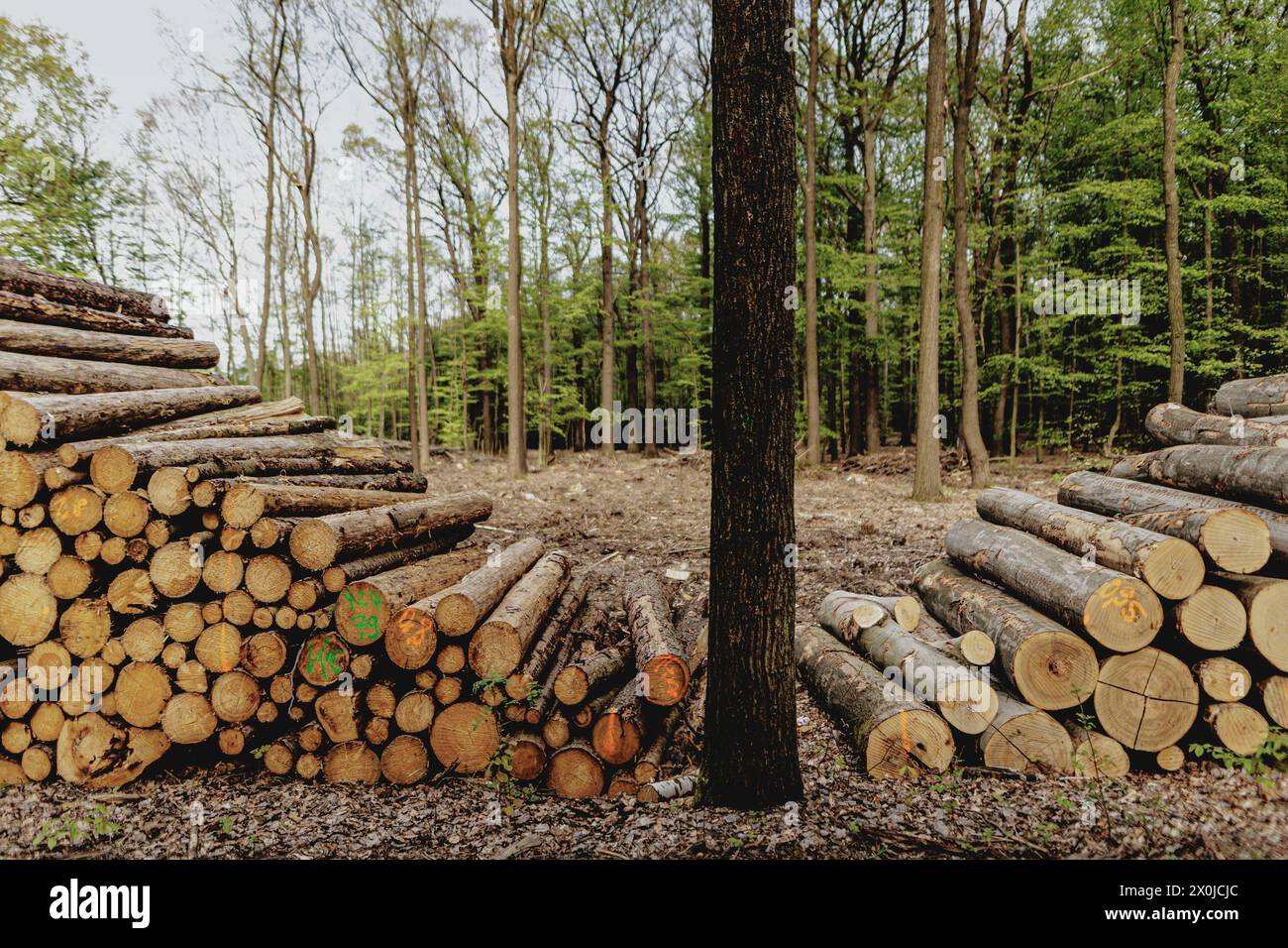 Sabots forestiers, Deutschland. 12 avril 2024. Bois abattu à Waldhufen, le 12 avril 2024. Crédit : dpa/Alamy Live News Banque D'Images