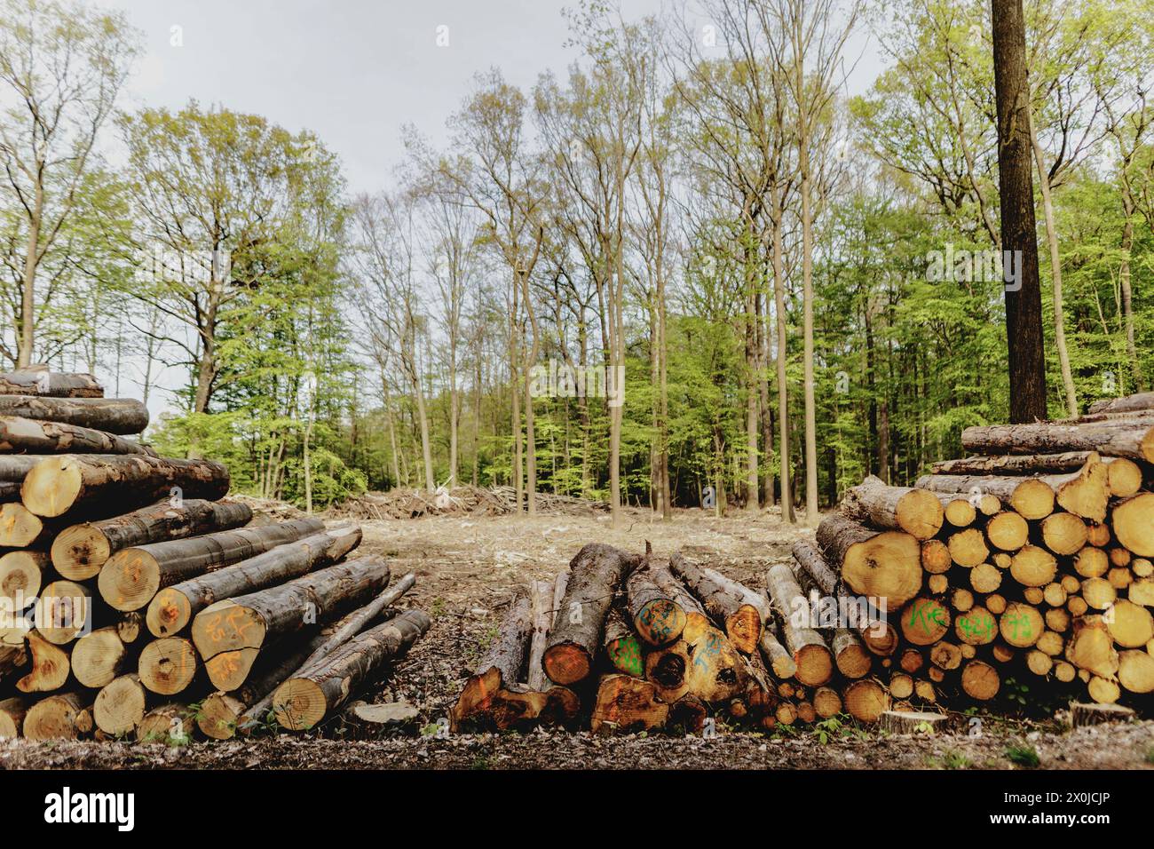 Sabots forestiers, Deutschland. 12 avril 2024. Bois abattu à Waldhufen, le 12 avril 2024. Crédit : dpa/Alamy Live News Banque D'Images