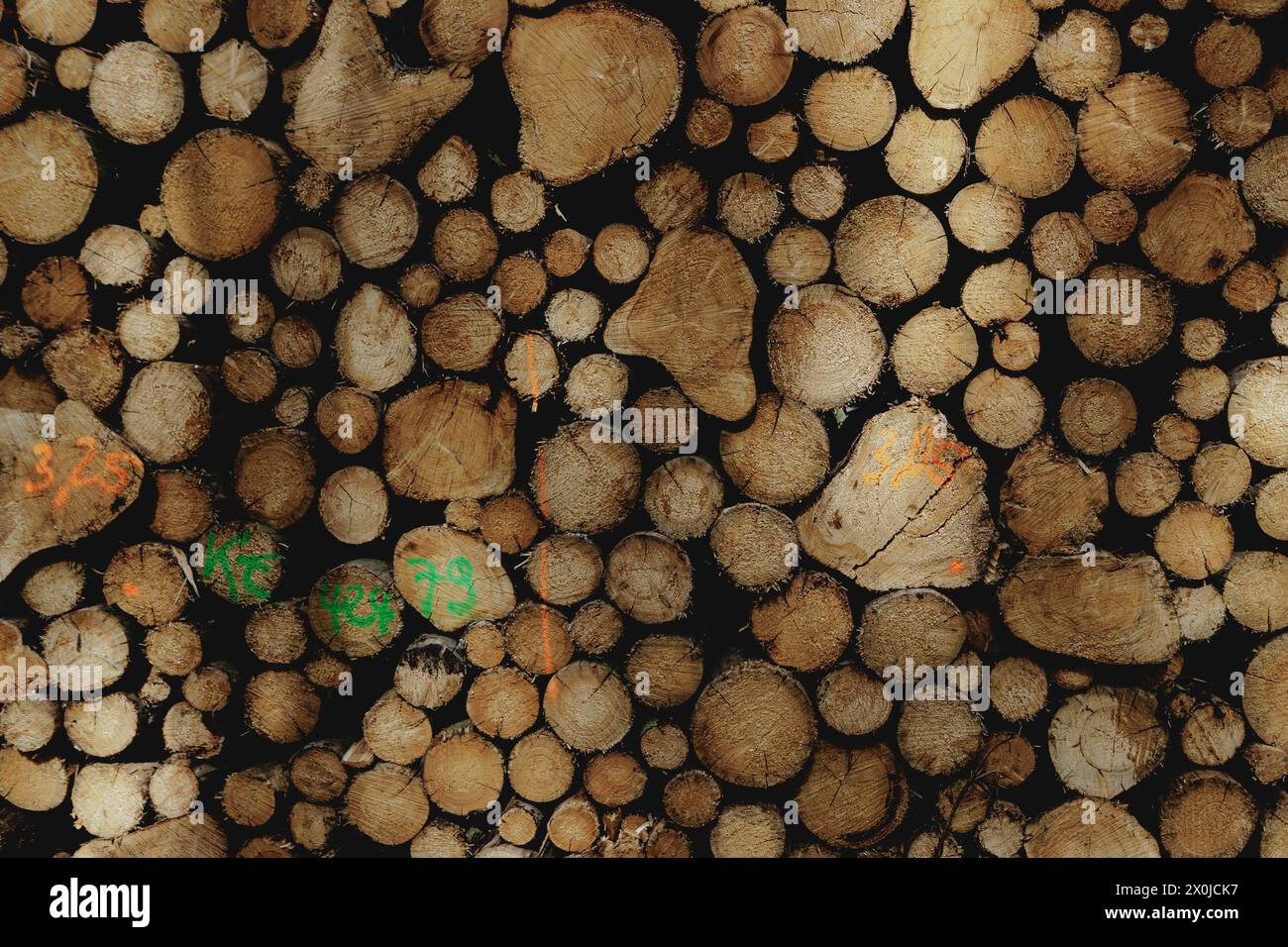 Sabots forestiers, Deutschland. 12 avril 2024. Bois abattu à Waldhufen, le 12 avril 2024. Crédit : dpa/Alamy Live News Banque D'Images