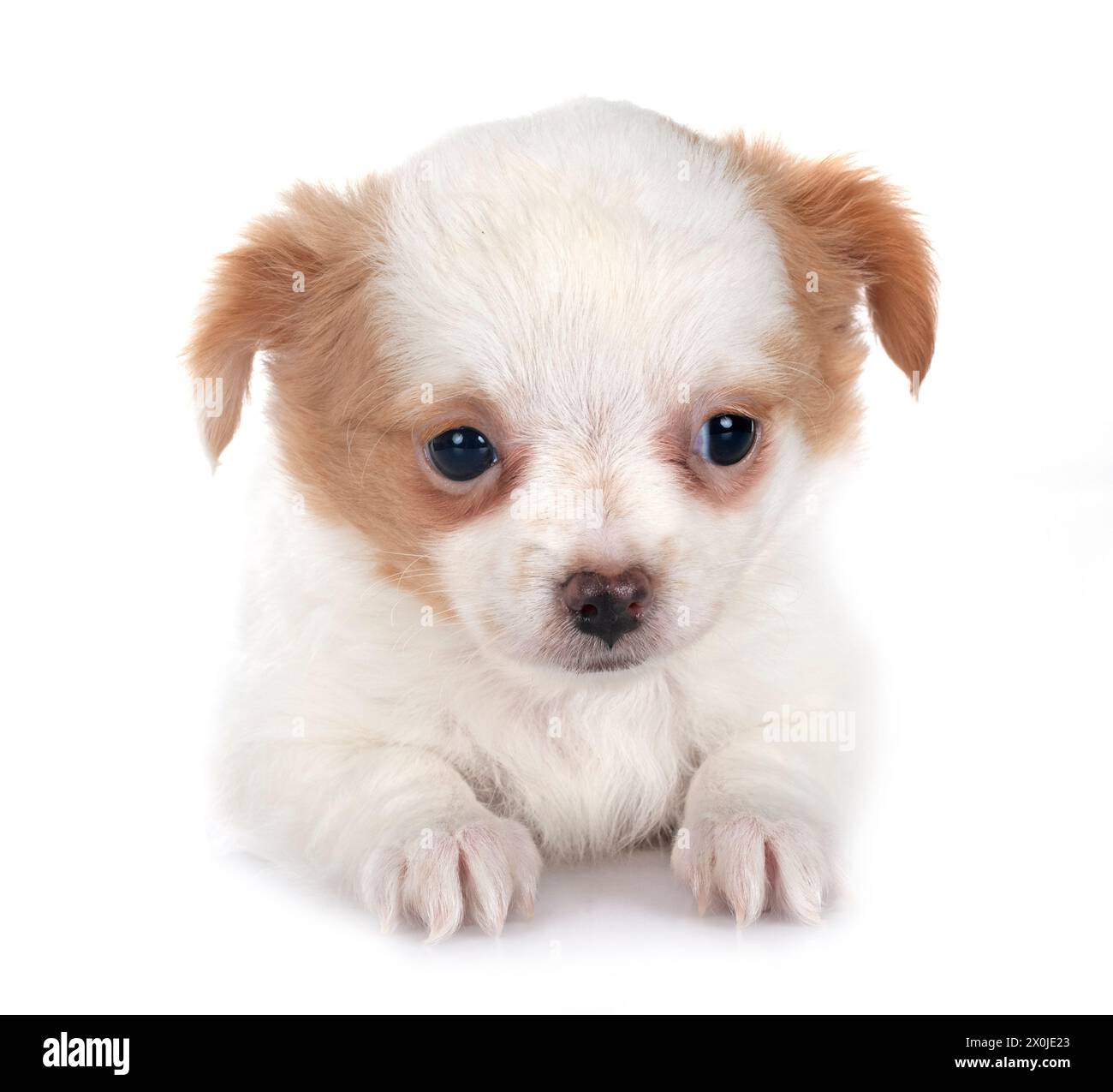 Peu chihuahua in front of white background Banque D'Images