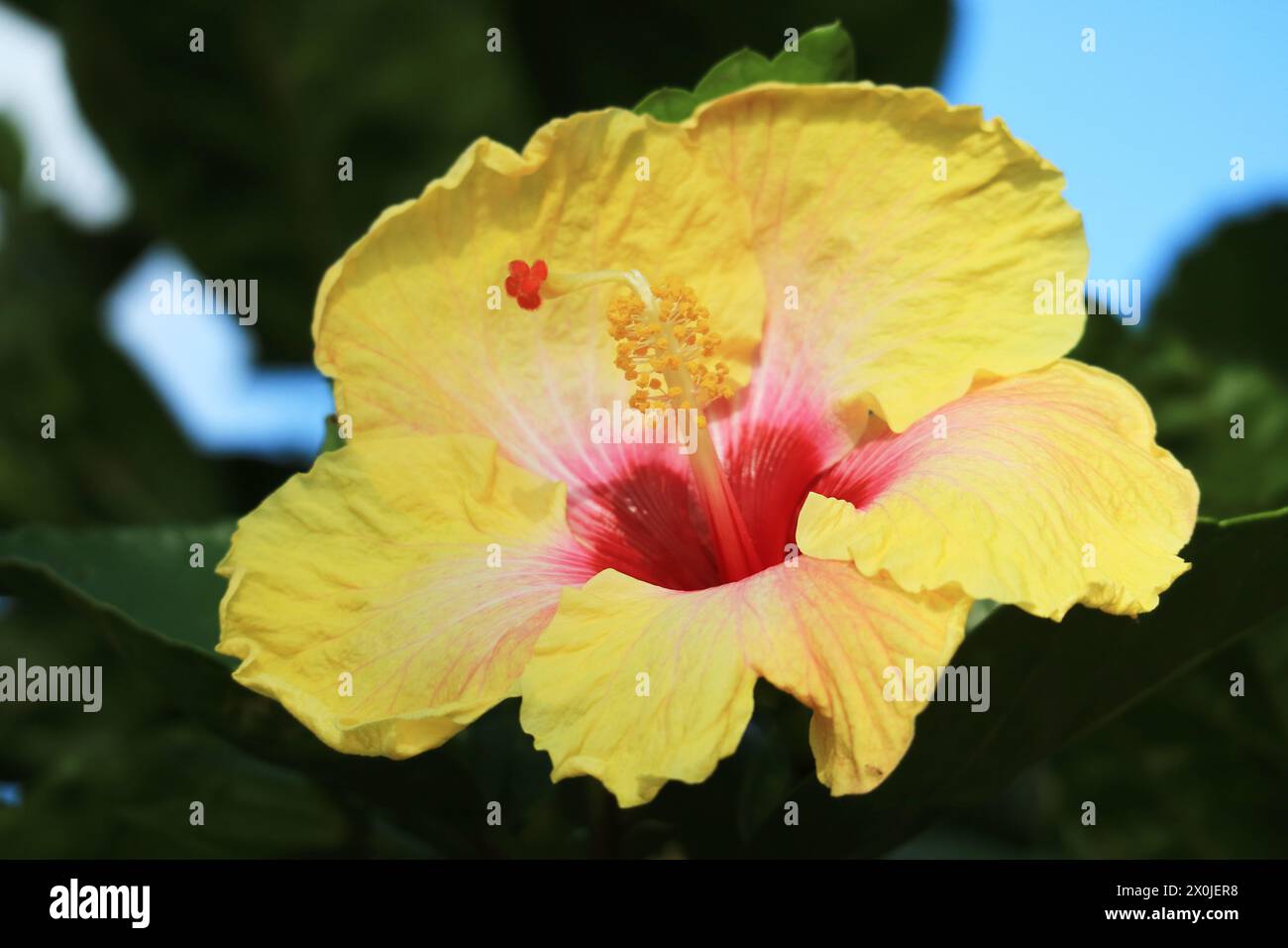 Gros plan de l'Hibiscus jaune magnifique trouvé sur l'île de Pâques, Chili, Amérique du Sud Banque D'Images