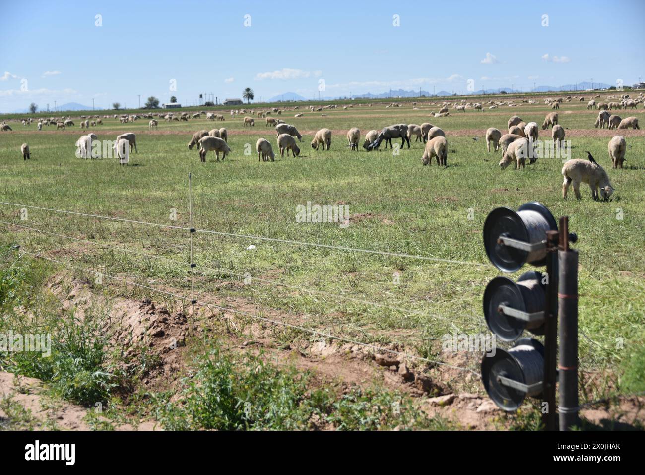 Comté de Pinal Arizona États-Unis. 16/3/2024. Le comté de Pinal en Arizona abrite quelque 13 000 moutons. Banque D'Images