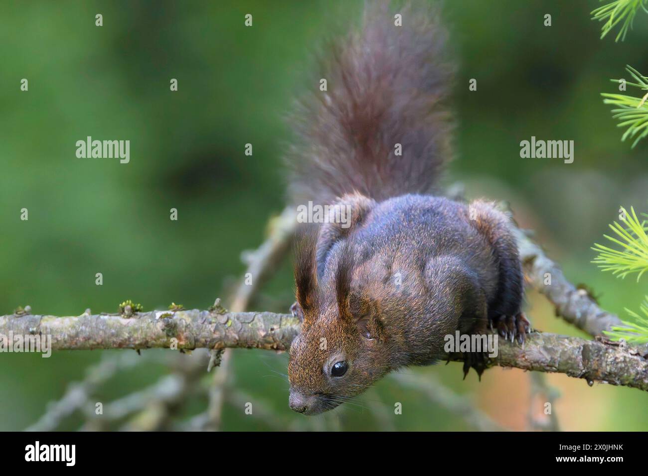 Écureuil européen sauvage mignon sur une branche (Sciurus vulgaris) Banque D'Images