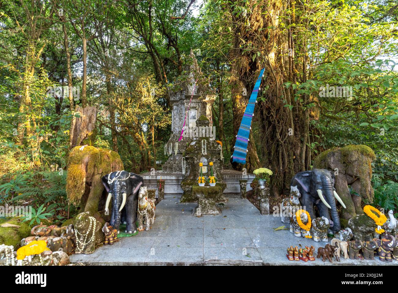 Sentier naturel de Yod Doi avec le sanctuaire commémoratif du roi Inthanon, parc national de Doi Inthanon, Chiang mai, Thaïlande, Asie Banque D'Images