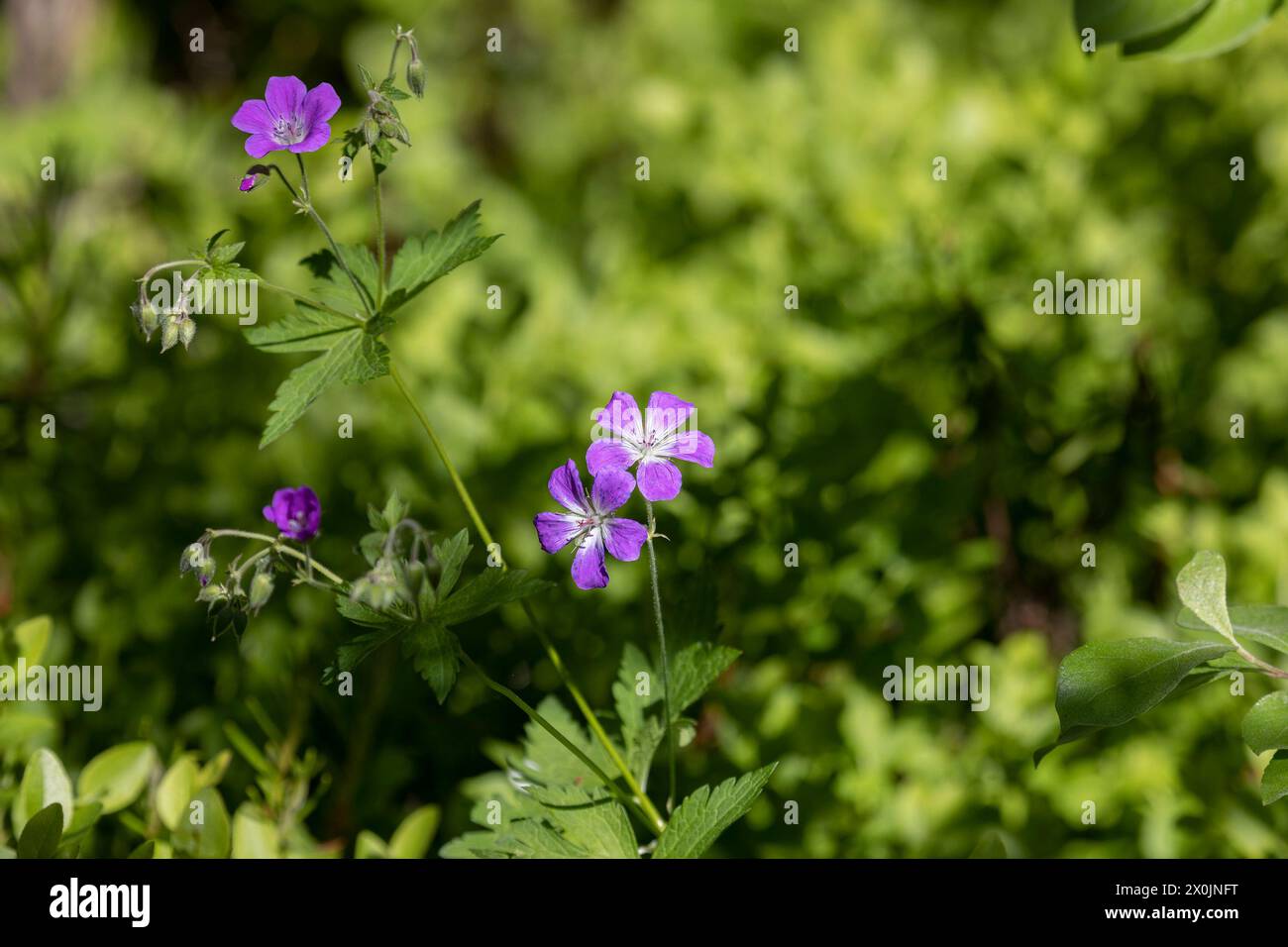 Fleurs de géranium forestier (Geranium sylvaticum) illuminées par les soleils sur fond vert Banque D'Images