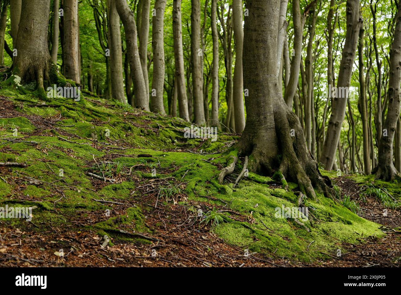 Marchez en août dans la vallée du printemps à Glücksburg sur la mer Baltique Banque D'Images