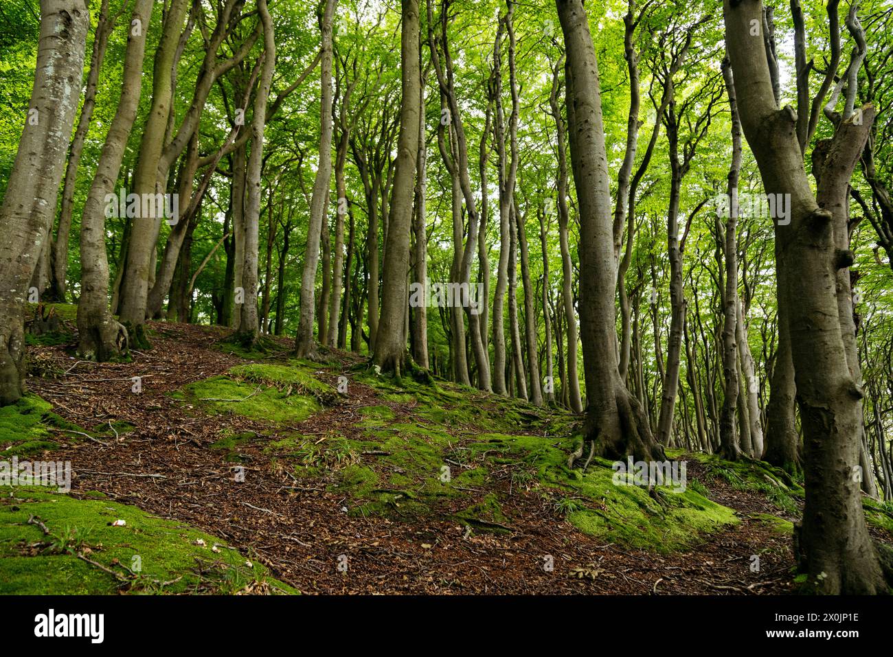 Marchez en août dans la vallée du printemps à Glücksburg sur la mer Baltique Banque D'Images